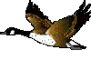 Avatar von Crissi