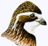 Avatar von Rosalinde