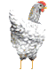 Avatar von Haar-Huhn