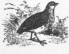 Avatar von Wachtelhahn