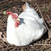 Avatar von Gockelmeisterin