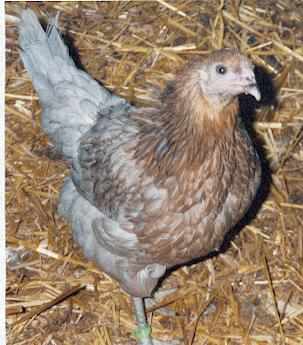 Grünleger Henne