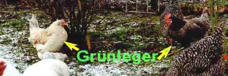 Grünleger